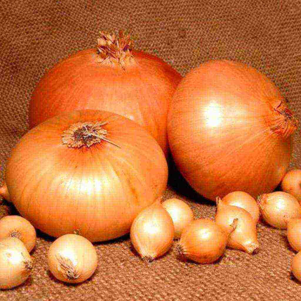 the best varieties of Dutch onions