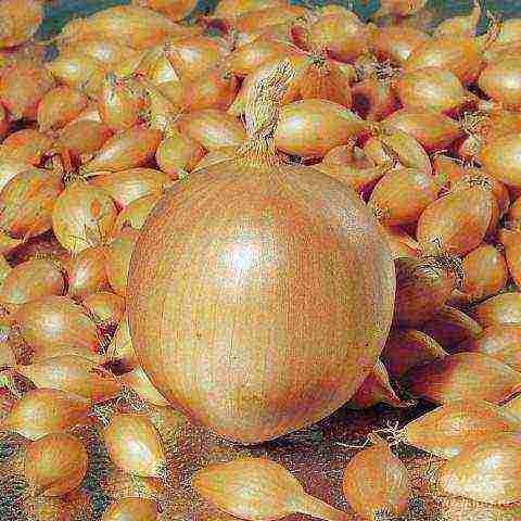 the best varieties of Dutch onions