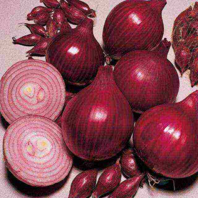 the best varieties of Dutch onions