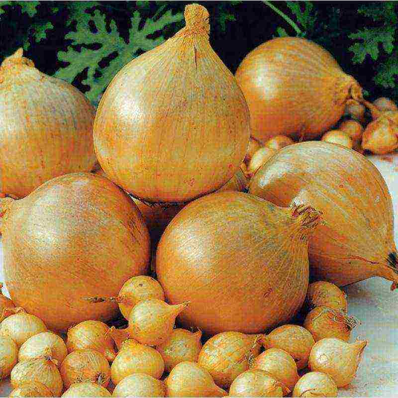 the best varieties of Dutch onions