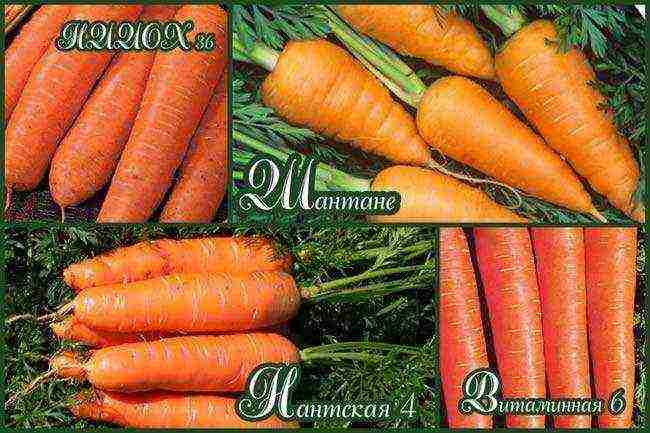 the best varieties of Dutch carrots