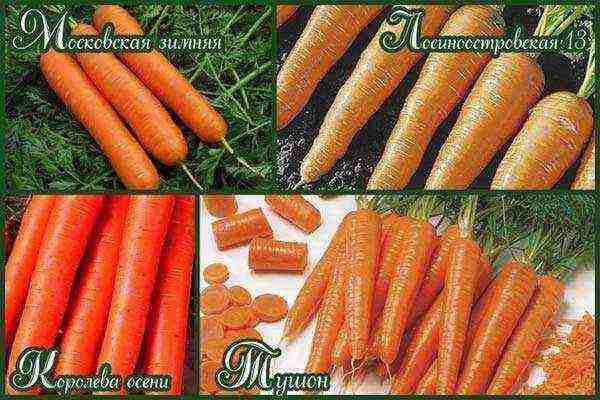 the best varieties of Dutch carrots