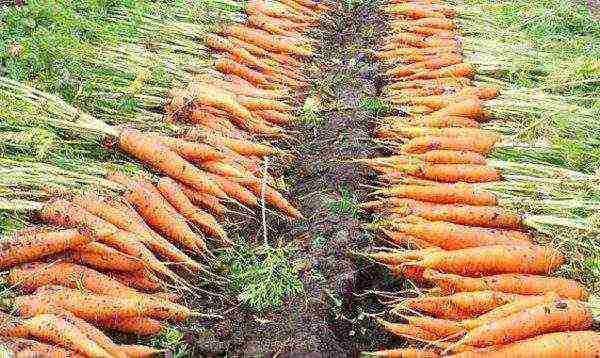 the best varieties of Dutch carrots