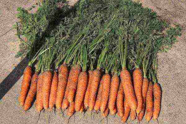 the best varieties of Dutch carrots