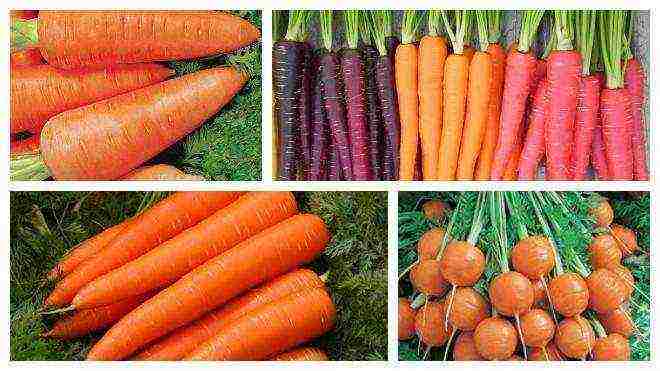 the best varieties of Dutch carrots