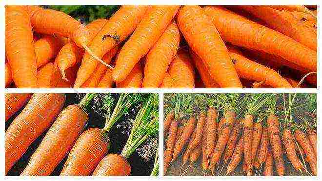 the best varieties of Dutch carrots