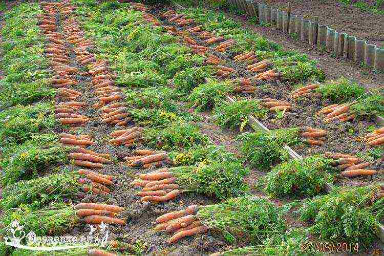 the best varieties of Dutch carrots