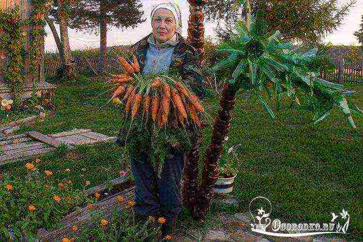 the best varieties of Dutch carrots