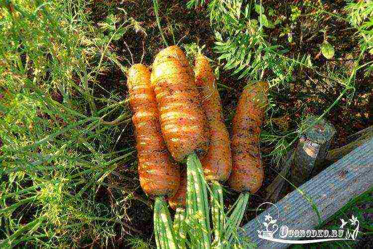 the best varieties of Dutch carrots