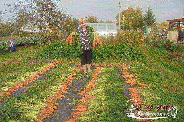 the best varieties of Dutch carrots