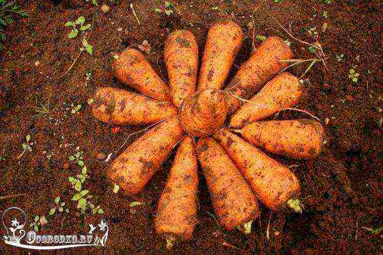 the best varieties of Dutch carrots