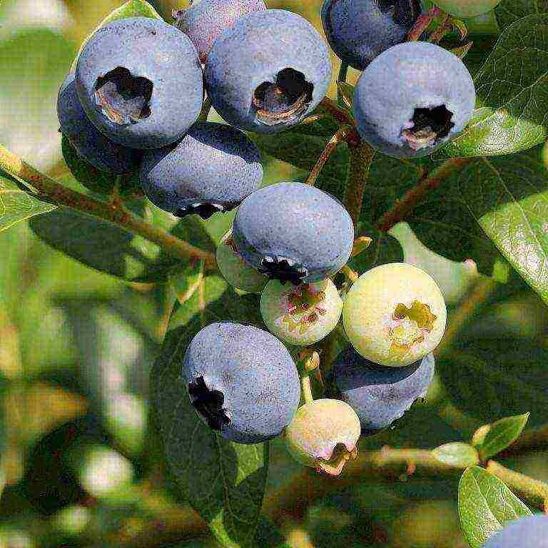 the best blueberry varieties for