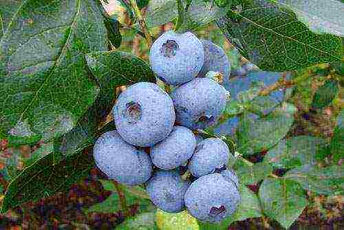 ang pinakamahusay na mga blueberry variety para sa