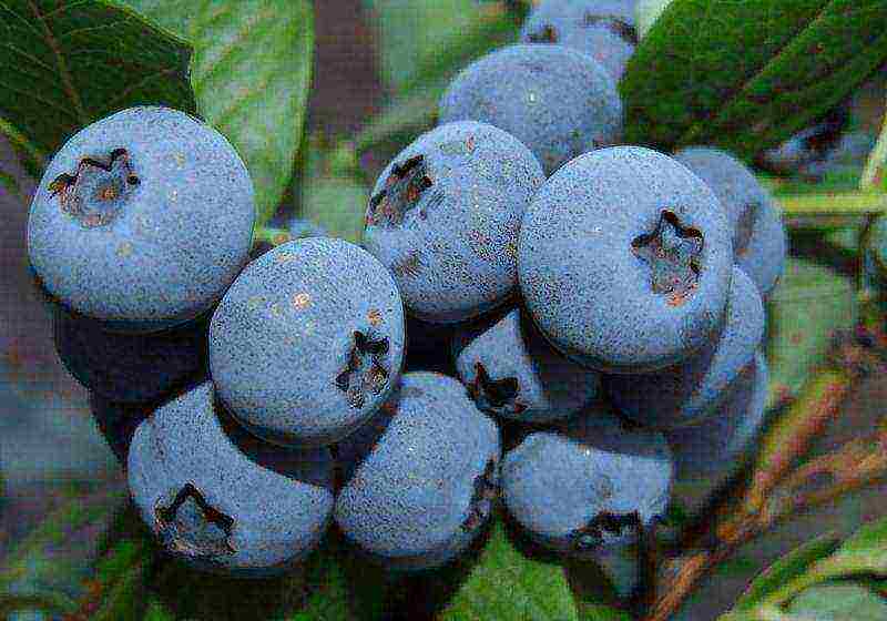 ang pinakamahusay na mga blueberry variety para sa