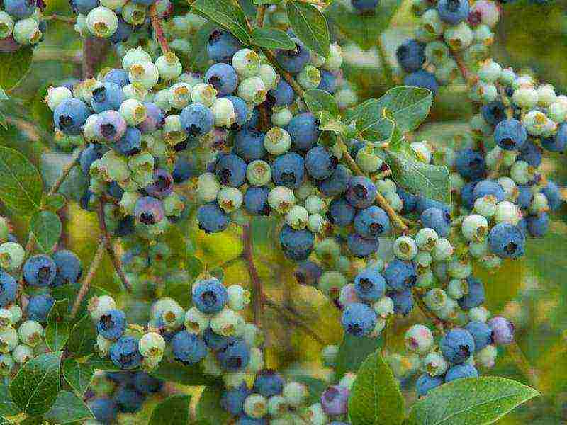 ang pinakamahusay na mga blueberry variety para sa