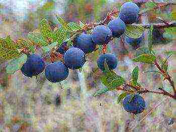 the best blueberry varieties for