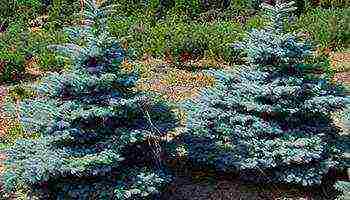 the best varieties of blue spruce