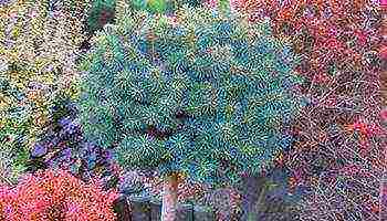 the best varieties of blue spruce