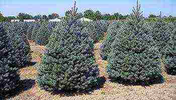 the best varieties of blue spruce