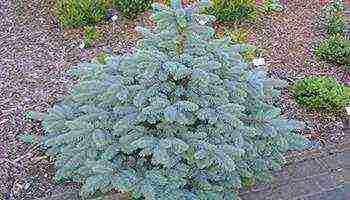 the best varieties of blue spruce