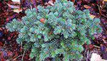 the best varieties of blue spruce