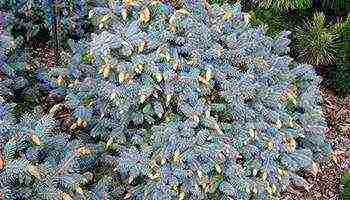 the best varieties of blue spruce