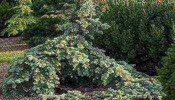 the best varieties of blue spruce