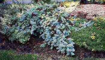 the best varieties of blue spruce