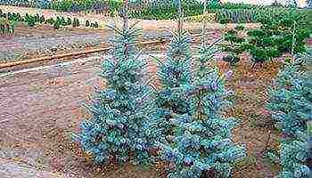 the best varieties of blue spruce