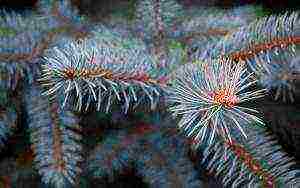 the best varieties of blue spruce