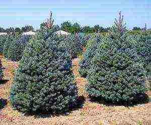 the best varieties of blue spruce