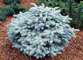 the best varieties of blue spruce