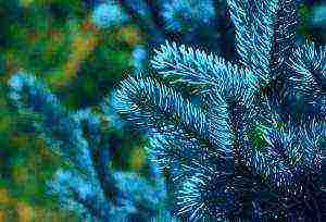 the best varieties of blue spruce