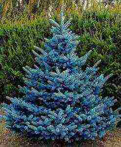 the best varieties of blue spruce