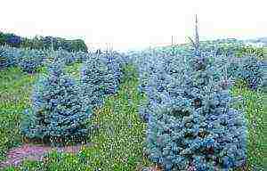 the best varieties of blue spruce