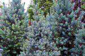 the best varieties of blue spruce