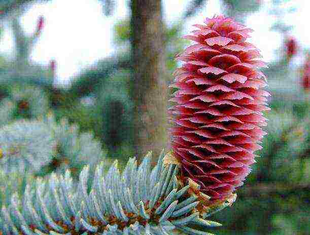 the best varieties of blue spruce