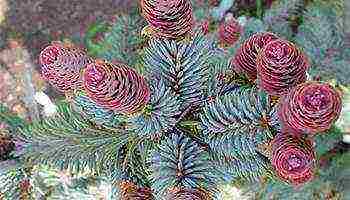 the best varieties of blue spruce