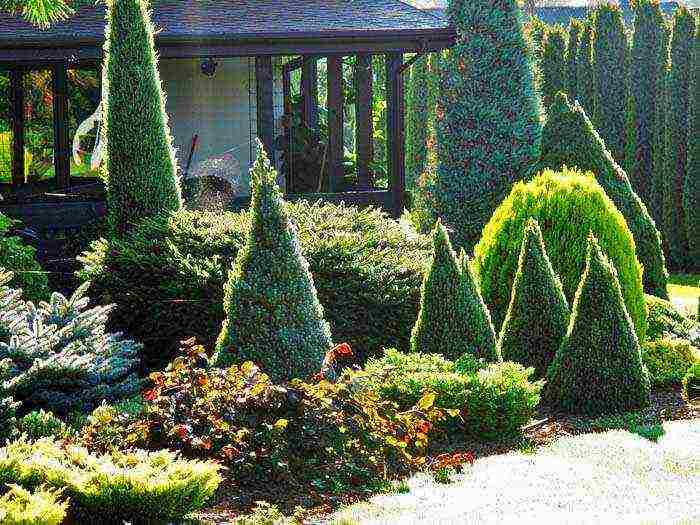 the best varieties of blue spruce