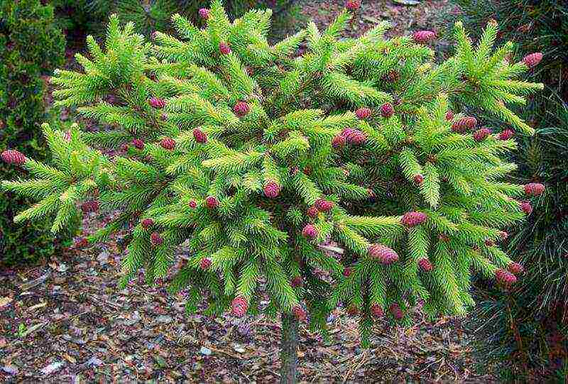 the best varieties of blue spruce