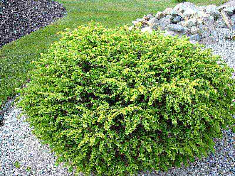 the best varieties of blue spruce