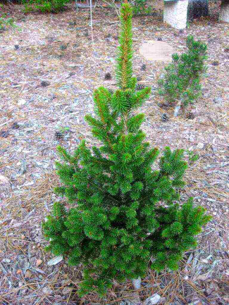 the best varieties of blue spruce