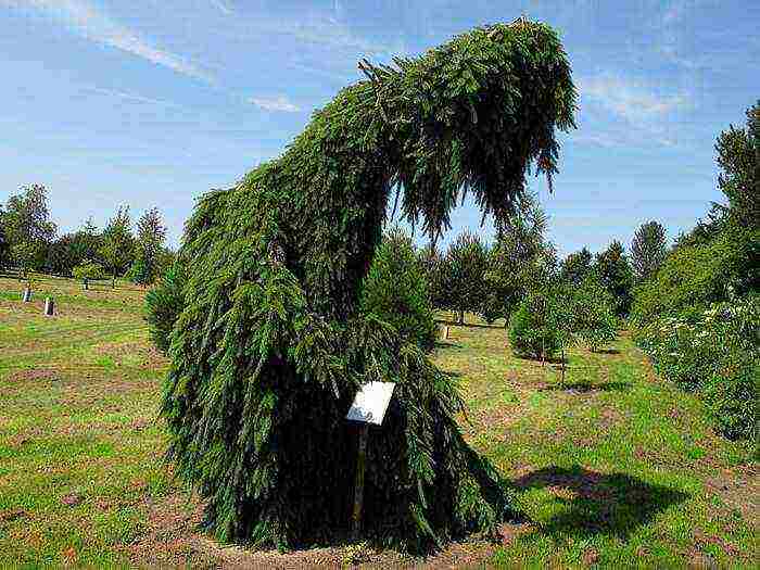 the best varieties of blue spruce