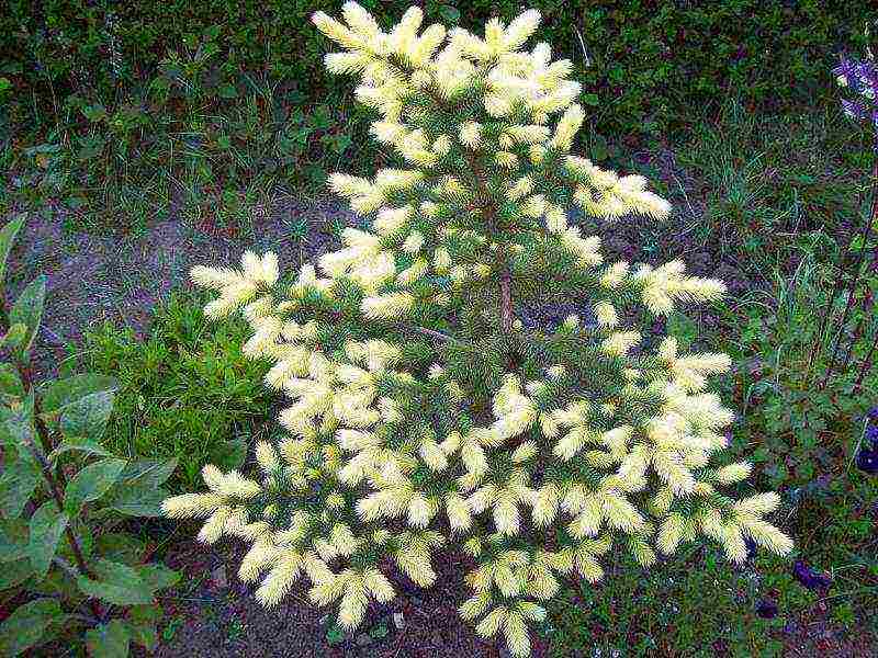 the best varieties of blue spruce