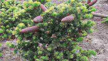 the best varieties of blue spruce