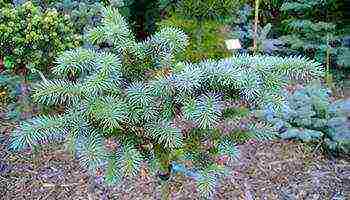 the best varieties of blue spruce