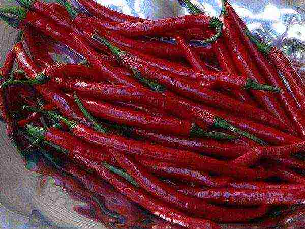 the best varieties of hot pepper