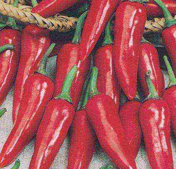 the best varieties of hot pepper