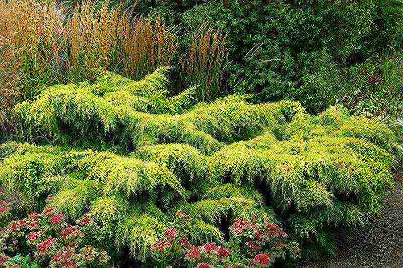 the best varieties of horizontal junipers