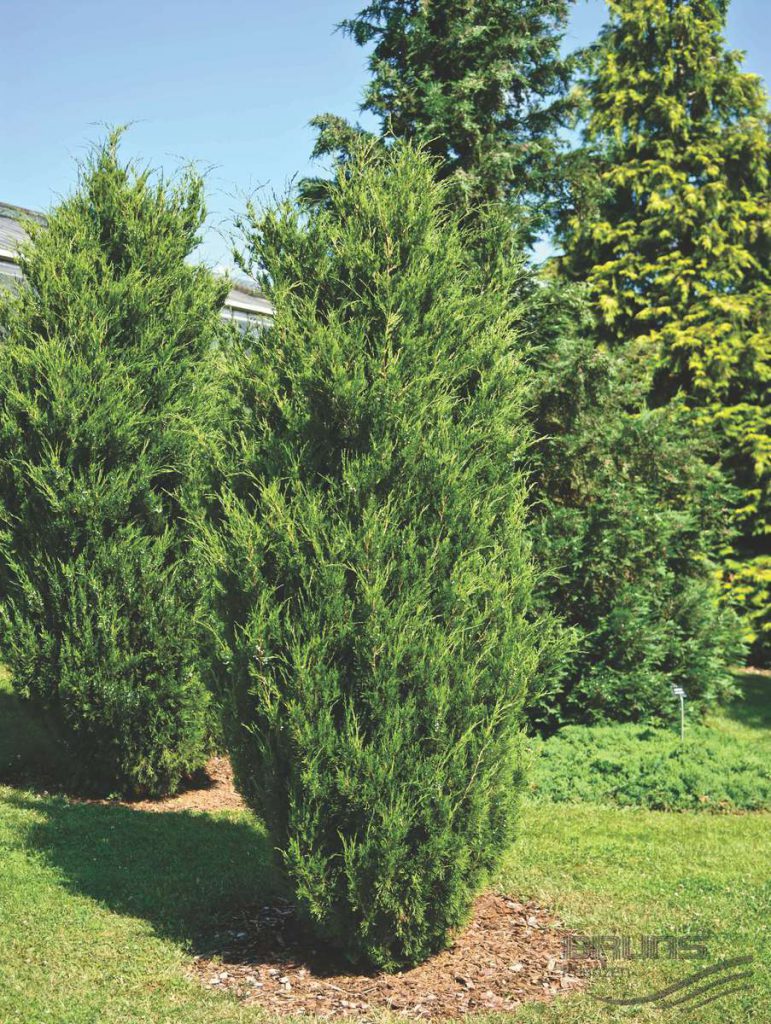 the best varieties of horizontal junipers